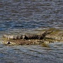 <p align=left>Toute une journée, cet alligator est demeuré sur le seul petit bout de terre que la marée haute ne submerge pas